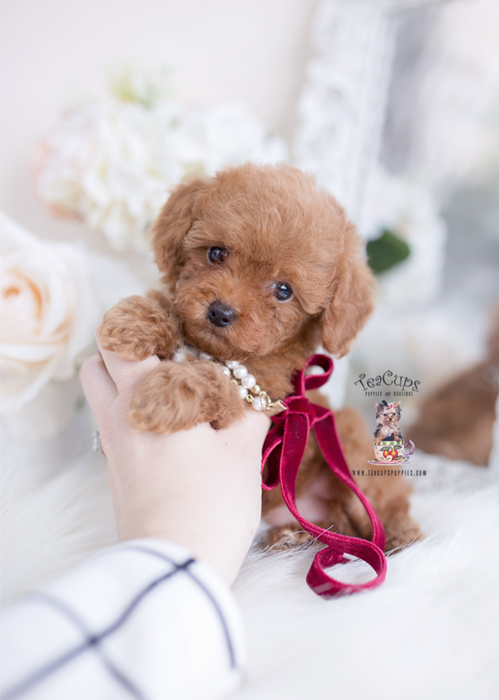 red teddy bear poodle