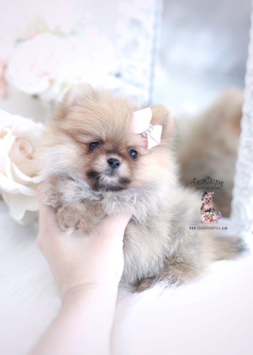 Tiny Teacup Pomeranian Puppies | Teacups, Puppies & Boutique