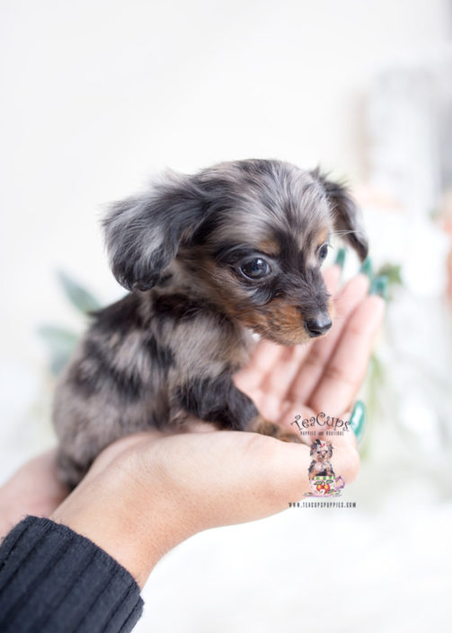 Miniature Mini Dachshund Puppies For 