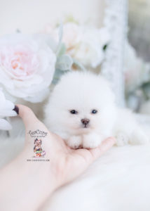 Tiny Teacup Pomeranian Puppy