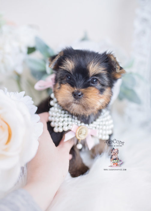 Toy or Teacup Yorkies for sale | Teacups, Puppies & Boutique