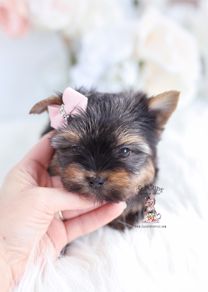 Beautiful-yorkie-puppy-for-sale-teacup-puppies-147-b | Teacup Puppies ...