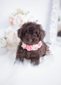 Chocolate Poodle Puppy