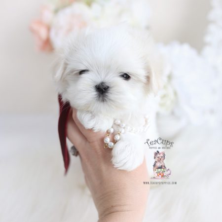 Teacup Maltese Breeder | Teacup Puppies & Boutique