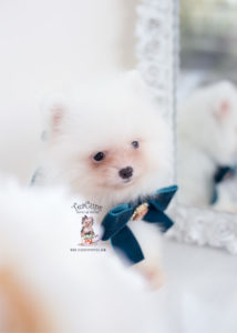 Cream Pomeranian Puppies Near Miami