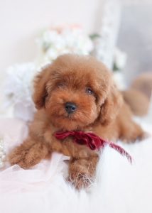 red poodle breeder