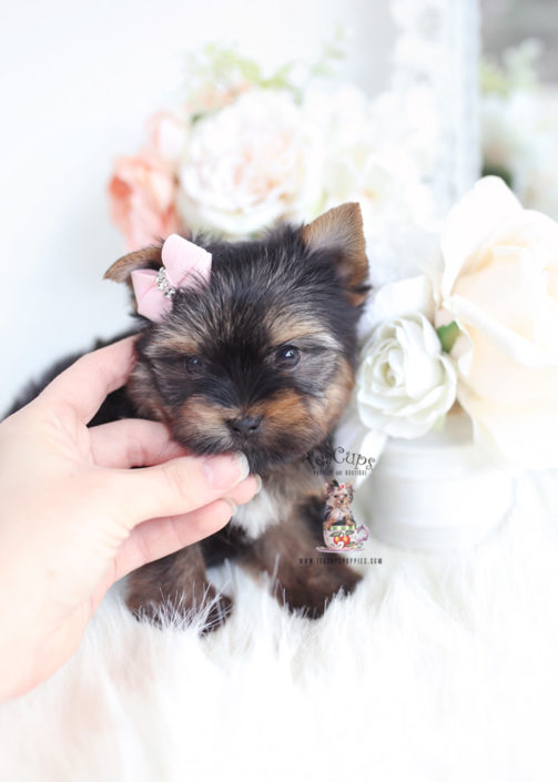 Toy or Teacup Yorkies for sale | Teacups, Puppies & Boutique