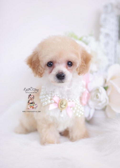 apricot-poodle-puppy-for-sale-teacup-puppies-156 | Teacup Puppies ...