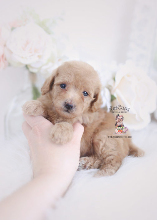 Teacup and Toy Poodle Puppies | Teacups, Puppies & Boutique