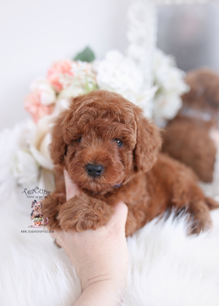 Chocolate Toy Poodles Teacup Puppies And Boutique