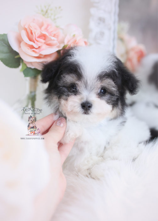 Teacup and Toy Poodle Puppies | Teacups, Puppies & Boutique