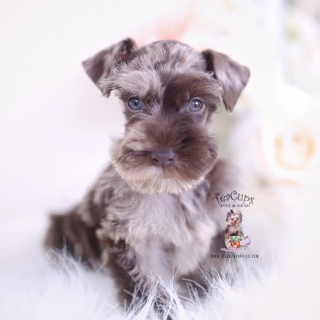 Miniature Mini Schnauzer Puppies For Sale by TeaCups, Puppies ...