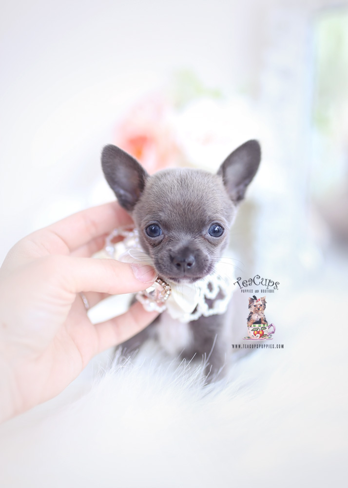teacup chihuahua for sale