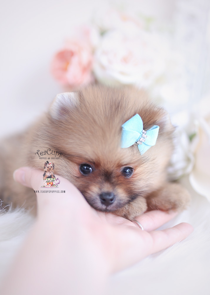 Pomeranian-puppy-for-sale-teacup-puppies-224-b | Teacup Puppies & Boutique