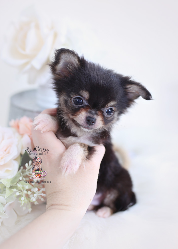 teacup mixed with chihuahua