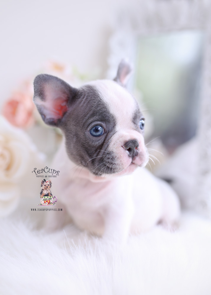 Blue Pied French Bulldog Puppy | Teacup Puppies & Boutique
