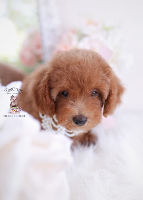 Teacup and Toy Poodle Puppies | Teacups, Puppies & Boutique