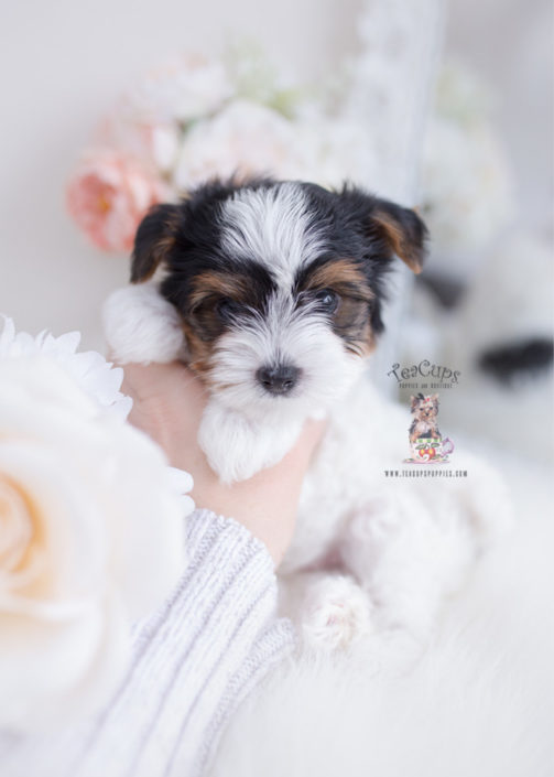 Biewer Terrier Puppies For Sale by 