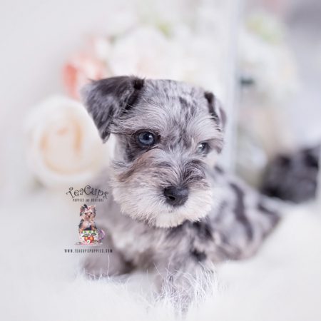 Miniature Mini Schnauzer Puppies For Sale by TeaCups, Puppies ...