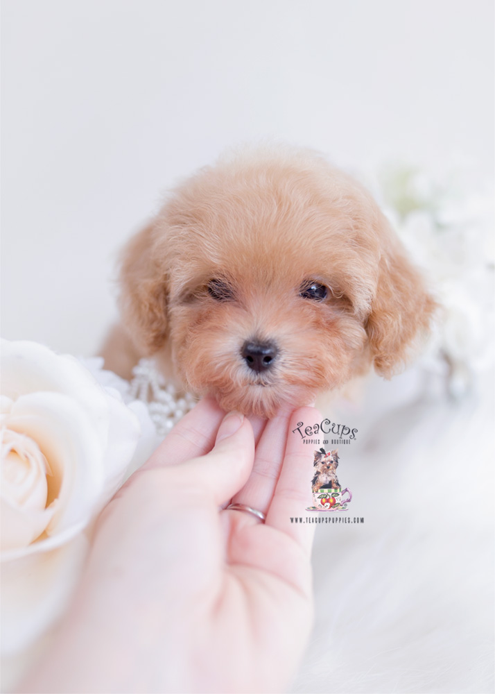 Light-red-toy-poodle-puppy-for-sale-teacup-puppies-276-b | Teacup ...