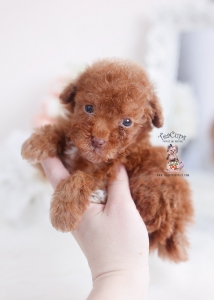 red poodle puppy for sale