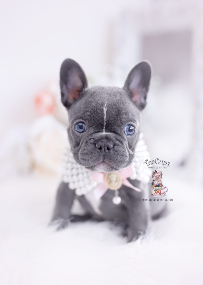 Blue Frenchie Puppies Miami, FL | Teacup Puppies & Boutique