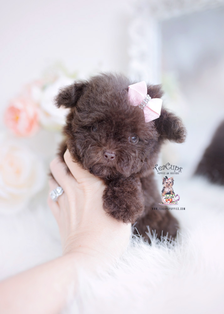 chocolate-poodle-puppy-for-sale-teacup-puppies-321 | Teacup Puppies ...