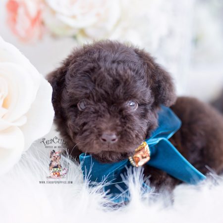 Chocolate Toy Poodle Puppies For Sale | Teacup Puppies & Boutique