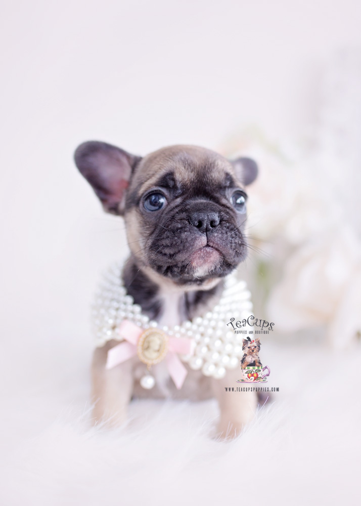 sable-french-bulldog-puppy-for-sale-teacup-puppies-307 | Teacup Puppies ...