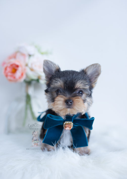 Toy Or Teacup Yorkies For Sale Teacups Puppies And Boutique