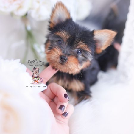 teacup yorkie puppies yorkies