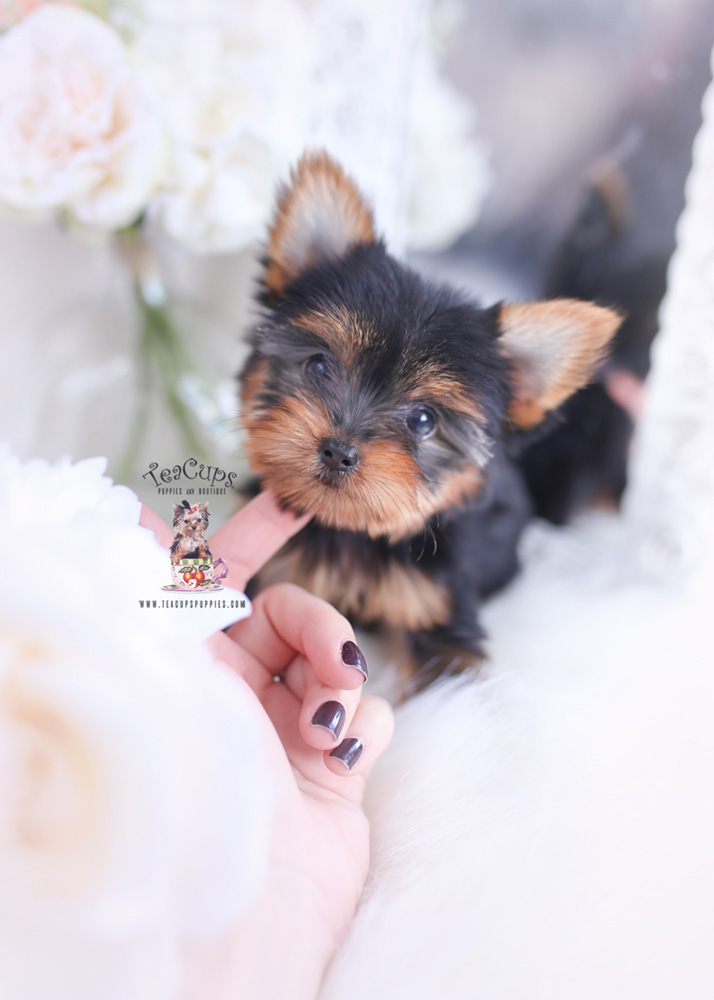 Teacup Yorkie Breeder Miami Teacup Puppies And Boutique