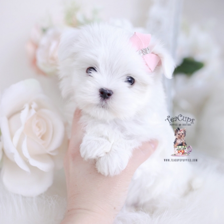 Tiny Toy Poodle Puppies Miami, FL | Teacup Puppies & Boutique