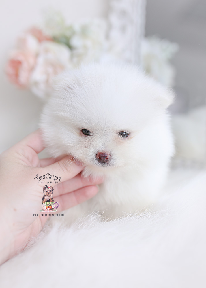 White-pomeranian-puppy-for-sale-teacup-puppies-334-b | Teacup Puppies ...