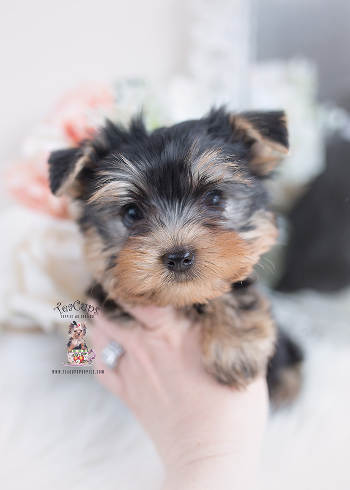 Micro Teacup Yorkie Breeder | Teacup Puppies & Boutique