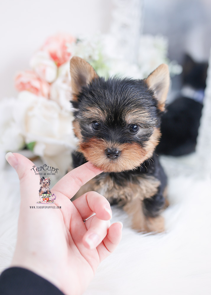 Chocolate Yorkie Puppies | Teacup Puppies & Boutique