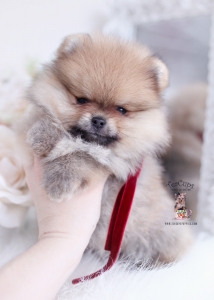 fluffy pomernaian puppy