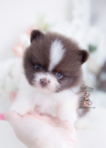 tiny chocolate pomeranian