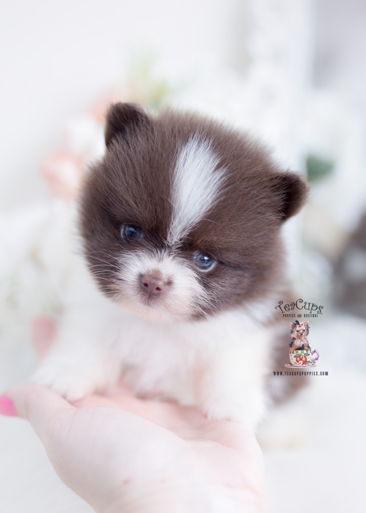 Tiny-pomernaian-puppy-for-sale-teacup-puppies-273-b | Teacup Puppies ...