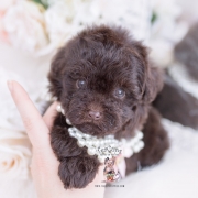 teacup and toy poodle puppies teacup puppies & boutique