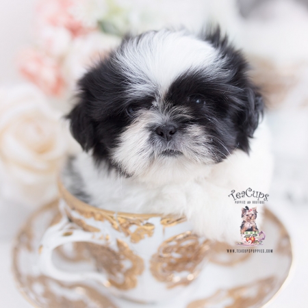 shih tzu teacup