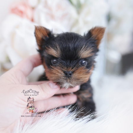 Toy or Teacup Yorkies for sale | Teacup Puppies & Boutique