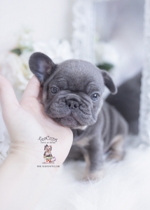 blue french bulldog puppy