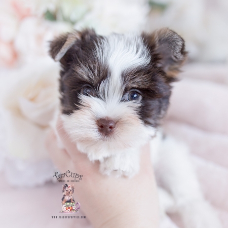 Toy or Teacup Yorkies for sale | Teacup Puppies & Boutique