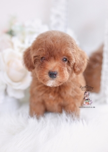 red toy poodle puppy