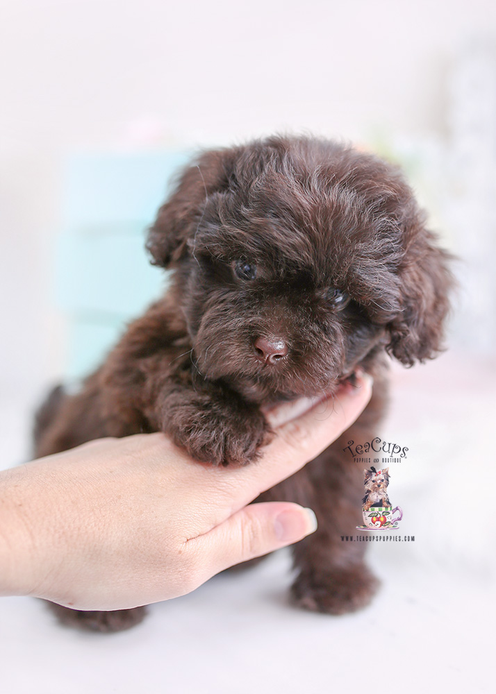 shihpoo-puppy-for-sale-368aa | Teacup Puppies & Boutique