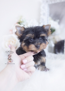 yorkie puppy