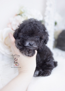 black toy poodle