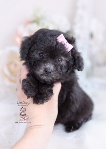 black poodle teacups