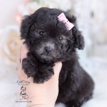 Black Shih Tzu Puppies For Sale | Teacup Puppies & Boutique